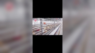 نظام قفص اللاحم الأوتوماتيكي يعزز أرباح مزرعة الدواجن