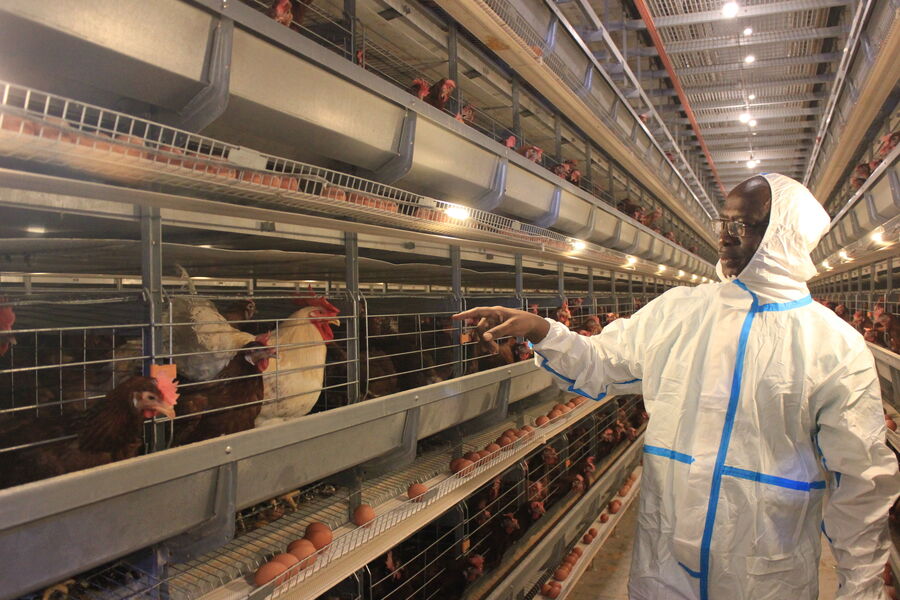 الصين Henan Silver Star Poultry Equipment Co.,LTD ملف الشركة