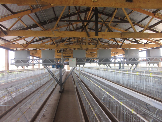 Q235 H Type Automatic Baby Chicks Cage For Layers Pullet Cage Day Old Chicks Cage
