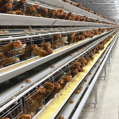 Baby Chick Cages In An H Type Configuration For Automatic Poultry Broiler Systems