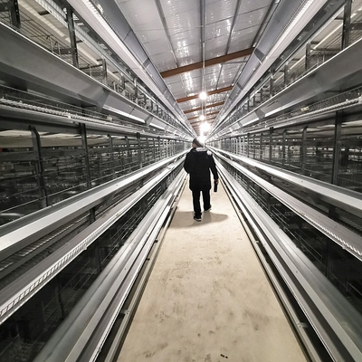 Q235 Galvanized Chicken Raising Equipment H Type Laying Hens Poultry Chicken Cage For Layers
