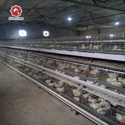 Baby Chick Cages In An H Type Configuration For Automatic Poultry Broiler Systems