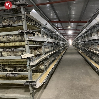 Baby Chick Cages In An H Type Configuration For Automatic Poultry Broiler Systems