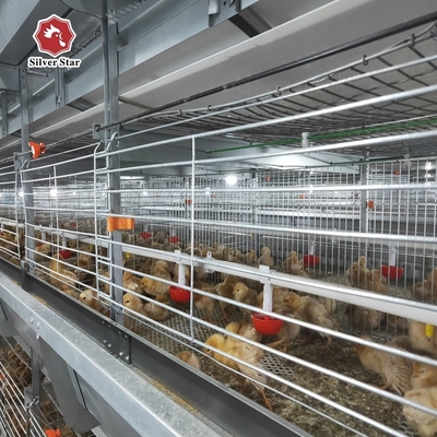Baby Chick Cages In An H Type Configuration For Automatic Poultry Broiler Systems