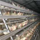 ISO Battery Layer Chicken Cage Poultry H Type 650 X 600 X 500 Mm