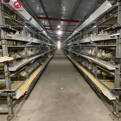 Baby Chick Cages In An H Type Configuration For Automatic Poultry Broiler Systems