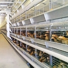 160 Birds / Set Full Automatic Battery Cage System Poultry Farming Equipment