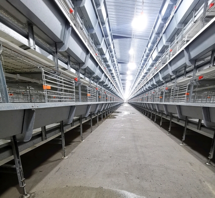 Automatic Chicken Broilers Cage System 4 Tiers 5 Tiers H Type Poultry Farm Shed