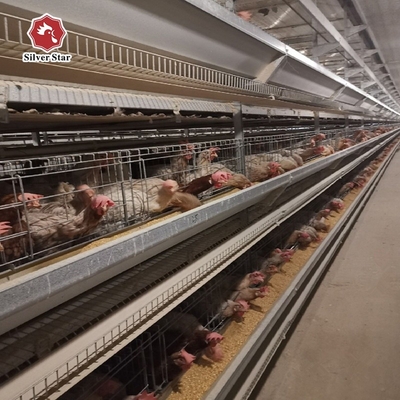 Poultry Farming Battery Cage System With Hot Galvanized Coating For Laying Hens