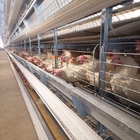 90 Chickens Poultry Farm House Layer Battery Cage For Laying Hen