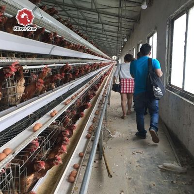 H-Type Automatic Layer Battery Cage System 15-20 Year Service Life Fully Automated Hot-Dip Galvanized for Poultry Farming