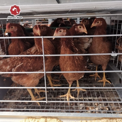 Durable Medium Broiler Cage For Little Chick Management