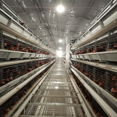 Layer Battery Cage System Accommodating 90 Chickens, Ideal For Efficient Laying Hen Management In Poultry Farms.
