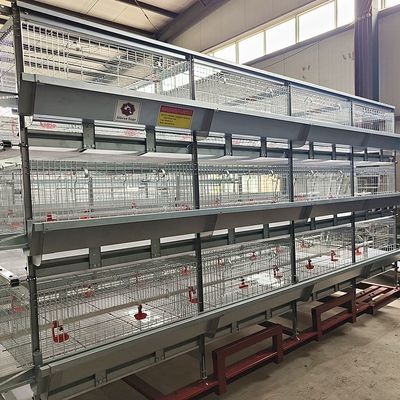 Automated H-Type Broiler Cage System with Hot-Dip Galvanized Steel for High-Density Poultry Farming