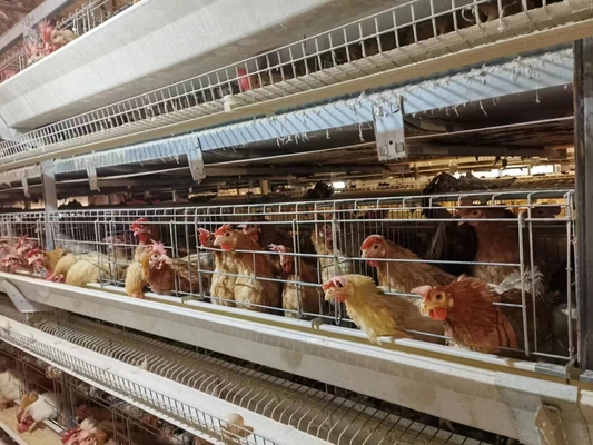 High Brood Survival Rate Layer Chicken Cage Multilayer Partition Structure