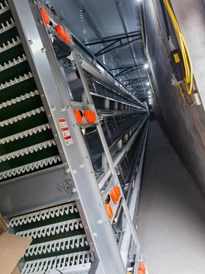 Automatic System Chicken Raising Equipment H Type Laying Hens Poultry Chicken Cage For Layers