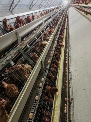 A Type H Type Battery Layer Chicken Cages Automatic Egg Poultry Farming Equipment System
