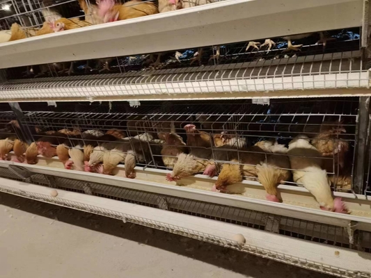 Automatic System Chicken Raising Equipment H Type Laying Hens Poultry Chicken Cage For Layers