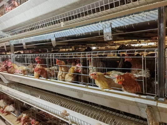 A Type H Type Battery Layer Chicken Cages Automatic Egg Poultry Farming Equipment System