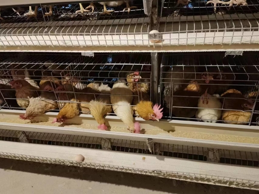Multi-tiers Chicken Poultry Farm Battery Chicken Layer Cage For Pakistan Farm
