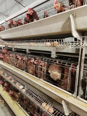 Long-Lasting Broiler Housing Layer Chicken Cage For Easy Access And Cleaning For Small Chick Care