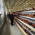 120 Chicken Capacity Battery Cage System In Poultry Farm