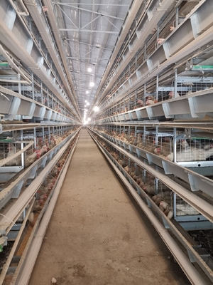 Hot-dip Galvanized Chicken Cages With Stacked Layers Boost Feeding Density And Productivity.