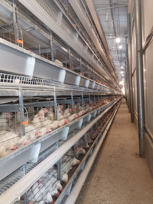 Hot-dip Galvanized Chicken Cages With Stacked Layers Boost Feeding Density And Productivity.