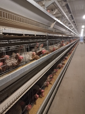 Hot-dip Galvanized Chicken Cages With Stacked Layers Boost Feeding Density And Productivity.