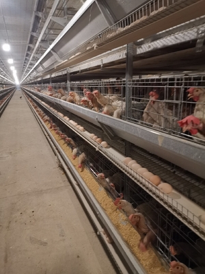 Stacked Hot-dip Galvanized Chicken Cages For Layers Improve Feeding Density And Boost Productivity.