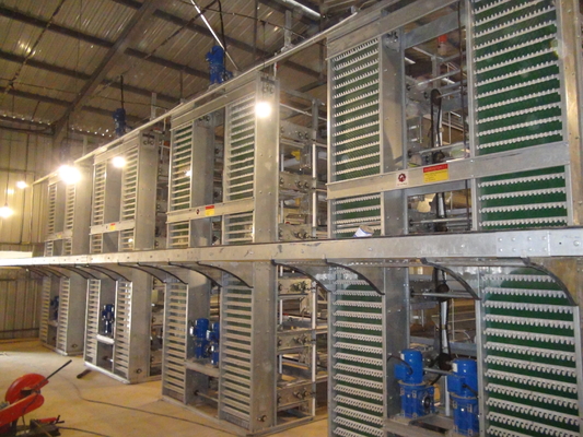 1950×2300×2000 Battery Egg Layer Cage Farming Equipment And Egg Collection Disinfection System