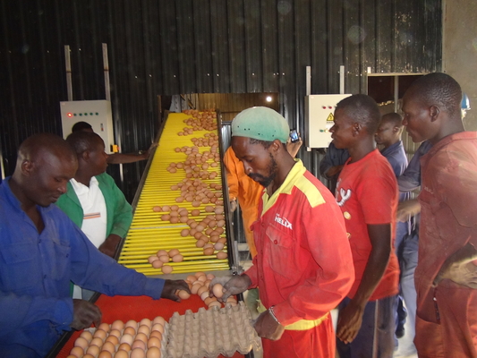 Poultry Farm Automatic A Type Galvanized Layer Egg Laying Chicken Battery Cage System