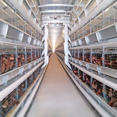 A Type H Type Battery Layer Chicken Cages Automatic Egg Poultry Farming Equipment System