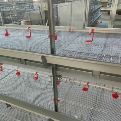 Q235 Hot  Galvanized Poultry Farm Automatic Layers Cage 5000 Chickens Poultry Farm