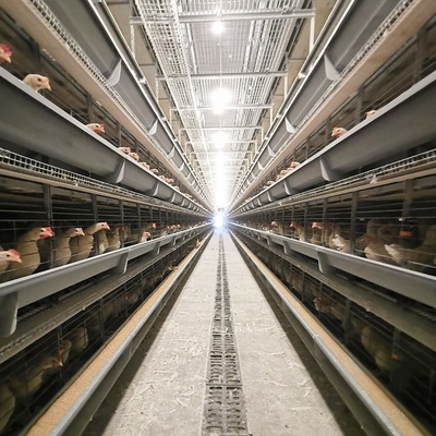 1950×2300×2000 Battery Egg Layer Cage Farming Equipment And Egg Collection Disinfection System