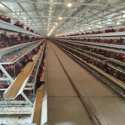 Q235 Hot  Galvanized Poultry Farm Automatic Layers Cage 5000 Chickens Poultry Farm