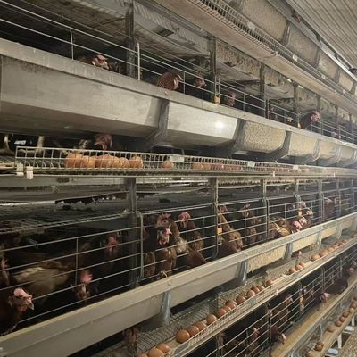 Battery Layer Cages hot-dip galvanized steel for Poultry Farm Egg Chicken Cage Equipment