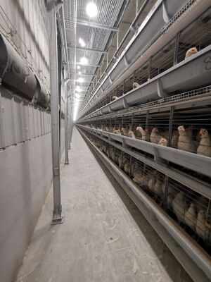 H Type Layer Chicken Cage with 20 Years Service Life for 54-216 Hens in 3-8 Tiers