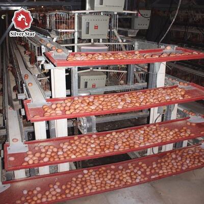 Hot-Dip Galvanized 3 Tiers A-Type Layer Battery Cage System with Automatic Egg Collecting for Poultry Farming