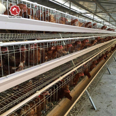 Hot-Dip Galvanized A-Type Layer Cage | Auto Egg Collection Battery Cage