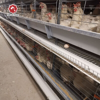 H Type Layer Chicken Cage System for Large Scale Commercial Poultry Farms