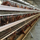 A Type Full Automatic Layer Chicken Cage 4 Layers / Cell Corrosion Resistant