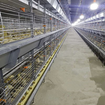 380V 50HZ Automatic Broiler Equipment For Chicken Houses Has Received SONCAP Approval.