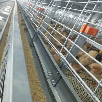 Automatic Broiler Equipment For Chicken House, Certified Under SONCAP, 380V 50HZ