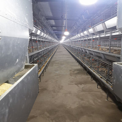 380V 50HZ Automatic Broiler Equipment For Chicken Houses Has Received SONCAP Approval.
