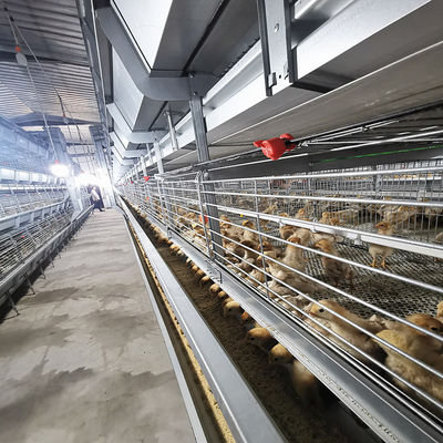 380V 50HZ Automatic Broiler Equipment For Chicken Houses Has Received SONCAP Approval.