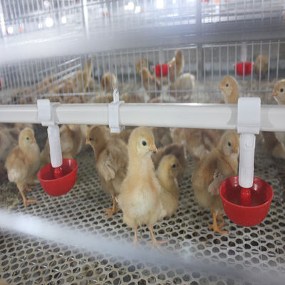 380V 50HZ Automatic Broiler Equipment For Chicken Houses Has Received SONCAP Approval.