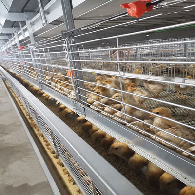 380V 50HZ Automatic Broiler Equipment For Chicken Houses Has Received SONCAP Approval.