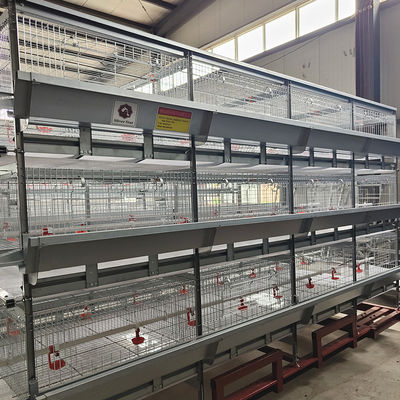 380V 50HZ Automatic Broiler Equipment For Chicken House, SONCAP Approved