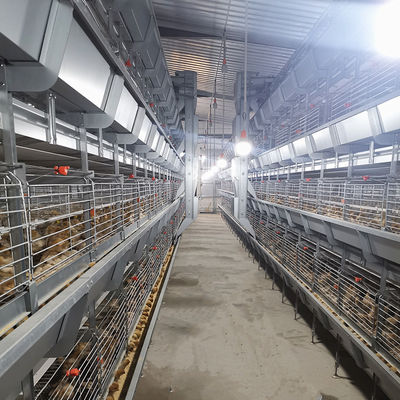 380V 50HZ Automatic Broiler Equipment For Chicken House, SONCAP Approved